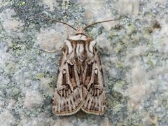 Fjelljordfly (Agrotsi fatidica)