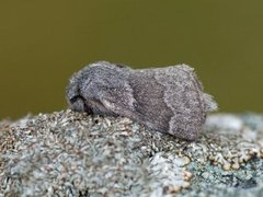 Hagtornspinner (Trichiura crataegi)