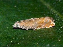 Orekveldvikler (Epinotia tenerana)