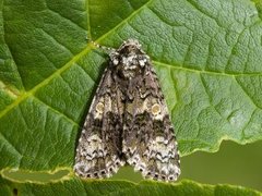 Askekveldfly (Craniophora ligustri)