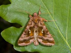 Rødbrunt metallfly (Autographa jota)