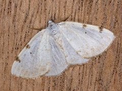 Toflekket hermelinmåler (Lomographa bimaculata)