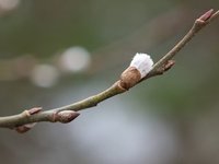 Selje (Salix caprea)