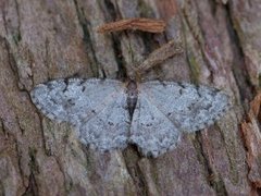 Punktbarkmåler (Aethalura punctulata)