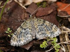 Grønn tungemåler (Acasis viretata)