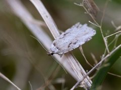 Agonopterix ocellana