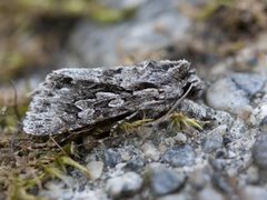 Vivendelfly (Xylocampa areola)