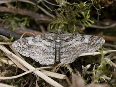 Båndbarkmåler (Cleora cinctaria)