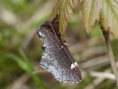 Brun vårtannspinner (Odontosia carmelita)