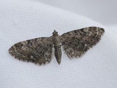 Vinkeldvergmåler (Eupithecia vulgata)