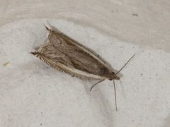 Stripesigdvikler (Ancylis apicella)