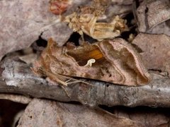 Rødbrunt metallfly (Autographa jota)