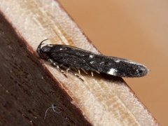 Neofriseria peliella