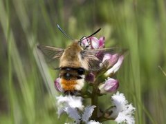 Smalkantet humlesvermer (Hemaris tityus)