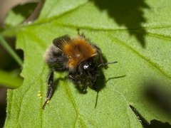 Åkerhumle (Bombus pascuorum)