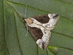 Blåbærnebbfly (Hypena crassalis)