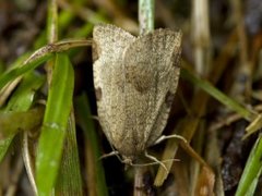 Skogbladvikler (Lozotaenia forsterana)