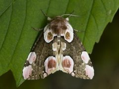 Flekkhalvspinner (Thyatira batis)