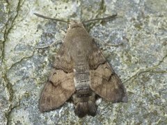 Dagsvermer (Macroglossum stellatarum)