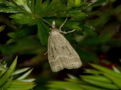 Blek mosemott (Eudonia pallida)