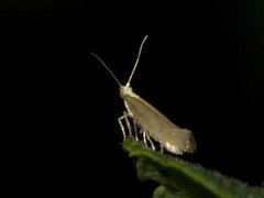 Argyresthia arceuthina