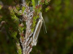 Beitenebbmott (Crambus pascuella)