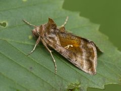 Rødbrunt metallfly (Autographa jota)