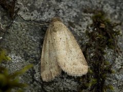 Sølvbunkefly (Photedes minima)