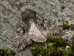 Brunt lærfly (Mniotype adusta)