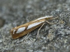 Treflekket nebbmott (Catoptria permutatella)