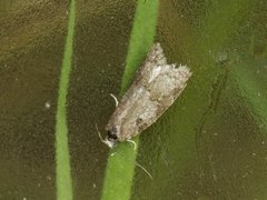 Bueskyggevikler (Eana incanana)