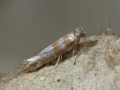 Cedestis gysseleniella