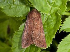 Rødt fjellengfly (Apamea schildei)