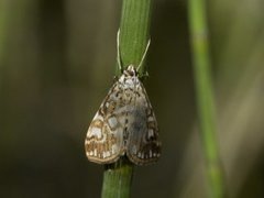 Flekkdammott (Elophila nymphaeata)