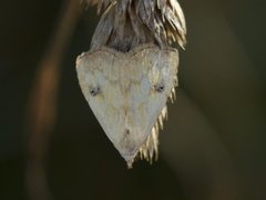 Gult nebbfly (Rivula sericealis)