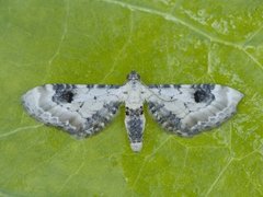 Hvit dvergmåler (Eupithecia centaureata)