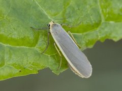 Blygrå lavspinner (Eilema lurideola)