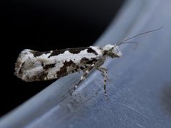 Ypsolopha sequella