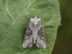 Sumpengfly (Lateroligia ophiogramma)