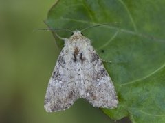 Praktengfly (Apamea scolopacina)