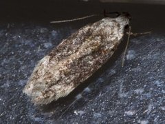 Carpatolechia fugitivella