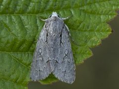 Psikveldfly (Acronicta psi)