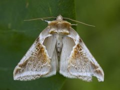 Prakthalvspinner (Habrosyne pyritoides)