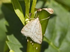 Blek engmott (Udea lutealis)