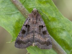 Fiolettbrunt bakkefly (Xestia stigmatica)