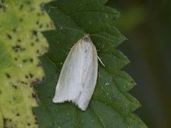 Sørlig gulbladvikler (Zelotherses paleana)