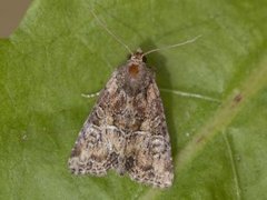 Spinkelt engfly (Mesoligia furuncula)