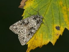 Grått taigafly (Xestia speciosa)