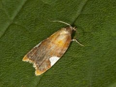 Rød flatvikler (Acleris holmiana)