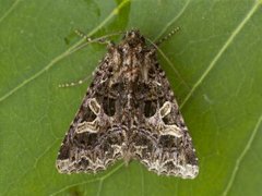 Fiolett nellikfly (Sideridis rivularis)